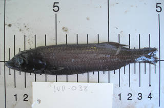 To NMNH Extant Collection (Talismania antillarum USNM 405038 photograph lateral view)