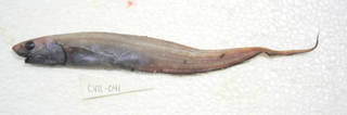To NMNH Extant Collection (Notacanthus bonaparte USNM 405041 photograph lateral view)