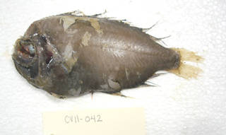 To NMNH Extant Collection (Platyberyx opalescens USNM 405042 photograph lateral view)