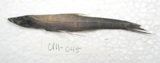 To NMNH Extant Collection (Bathypterois USNM 405045 photograph lateral view)