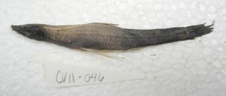 To NMNH Extant Collection (Bathypterois USNM 405046 photograph lateral view)