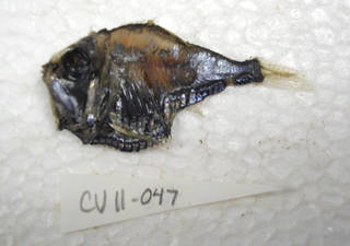 To NMNH Extant Collection (Argyropelecus olfersii USNM 405047 photograph lateral view)