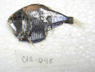 To NMNH Extant Collection (Argyropelecus olfersii USNM 405048 photograph lateral view)