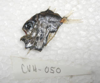 To NMNH Extant Collection (Sternoptyx pseudodiaphana USNM 405050 photograph lateral view)