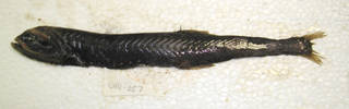 To NMNH Extant Collection (Gonostoma elongatum USNM 405057 photograph lateral view)