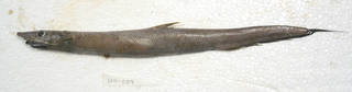 To NMNH Extant Collection (Halosaurus johnsonianus USNM 405059 photograph lateral view)
