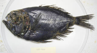 To NMNH Extant Collection (Diretmichthys parini USNM 405066 photograph lateral view)