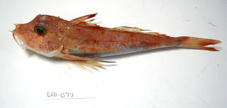 To NMNH Extant Collection (Chelidonichthys USNM 405077 photograph lateral view)