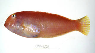 To NMNH Extant Collection (Xyrichtys novacula USNM 405078 photograph lateral view)