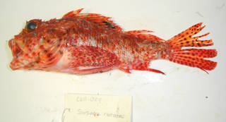 To NMNH Extant Collection (Scorpaena notata USNM 405089 photograph lateral view)