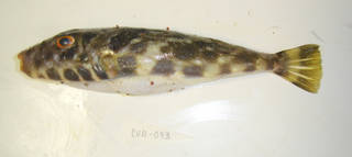 To NMNH Extant Collection (Sphoeroides marmoratus USNM 405093 photograph lateral view)