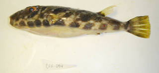 To NMNH Extant Collection (Sphoeroides marmoratus USNM 405094 photograph lateral view)