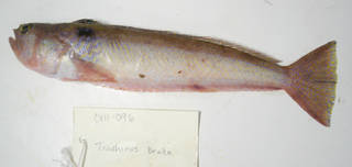 To NMNH Extant Collection (Trachinus draco USNM 405096 photograph lateral view)
