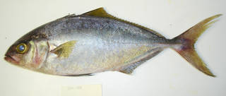 To NMNH Extant Collection (Seriola fasciata USNM 405108 photograph lateral view)