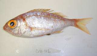 To NMNH Extant Collection (Dentex macrophthalmus USNM 405112 photograph lateral view)