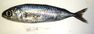 To NMNH Extant Collection (Ariomma melanum USNM 405118 photograph lateral view)