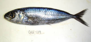 To NMNH Extant Collection (Ariomma melanum USNM 405119 photograph lateral view)