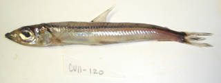 To NMNH Extant Collection (Glossanodon leioglossus USNM 405120 photograph lateral view)