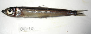To NMNH Extant Collection (Glossanodon leioglossus USNM 405121 photograph lateral view)