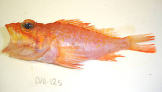 To NMNH Extant Collection (Pontinus accraensis USNM 405125 photograph lateral view)