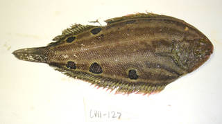 To NMNH Extant Collection (Solea hexophthalma USNM 405127 photograph lateral view)