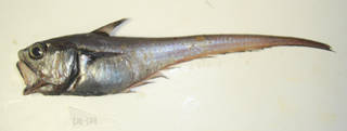To NMNH Extant Collection (Malacocephalus occidentalis USNM 405129 photograph lateral view)
