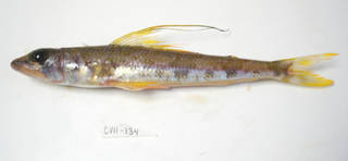 To NMNH Extant Collection (Aulopus filamentosus USNM 405134 photograph lateral view)