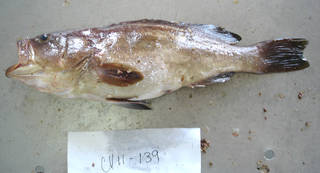 To NMNH Extant Collection (Epinephelus costae USNM 405139 photograph lateral view)