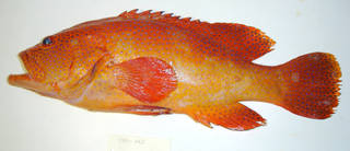 To NMNH Extant Collection (Cephalopholis taeniops USNM 405142 photograph lateral view)
