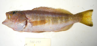 To NMNH Extant Collection (Serranus atricauda (uncertain) USNM 405147 photograph lateral view)