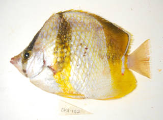 To NMNH Extant Collection (Chaetodon robustus USNM 405152 photograph lateral view)