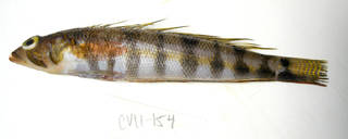 To NMNH Extant Collection (Parapercis atlantica (uncertain) USNM 405154 photograph lateral view)