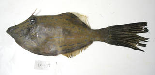 To NMNH Extant Collection (Aluterus USNM 405172 photograph lateral view)
