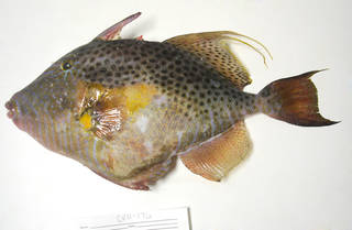 To NMNH Extant Collection (Balistes punctatus USNM 405176 photograph lateral view)