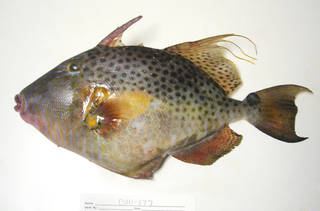 To NMNH Extant Collection (Balistes punctatus USNM 405177 photograph lateral view)