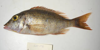 To NMNH Extant Collection (Lethrinus atlanticus USNM 405178 photograph lateral view)