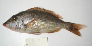 To NMNH Extant Collection (Lethrinus atlanticus USNM 405179 photograph lateral view)