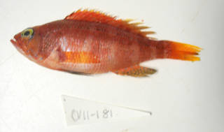 To NMNH Extant Collection (Serranus sanctaehelenae (cf.) USNM 405181 photograph lateral view)