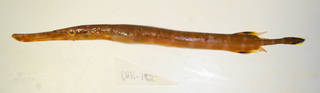 To NMNH Extant Collection (Aulostomus strigosus USNM 405182 photograph lateral view)