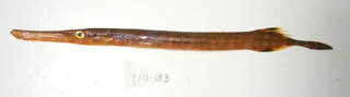 To NMNH Extant Collection (Aulostomus strigosus USNM 405183 photograph lateral view)