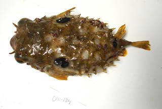 To NMNH Extant Collection (Chilomycterus spinosus USNM 405184 photograph dorsal view)