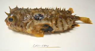 To NMNH Extant Collection (Chilomycterus spinosus USNM 405184 photograph lateral view)