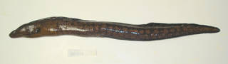 To NMNH Extant Collection (Gymnothorax polygonius USNM 405186 photograph lateral view)