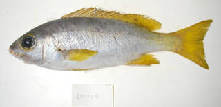 To NMNH Extant Collection (Parapristipoma humile USNM 405191 photograph lateral view)