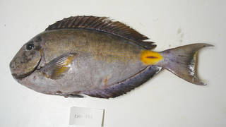 To NMNH Extant Collection (Acanthurus monroviae USNM 405198 photograph lateral view)