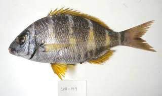 To NMNH Extant Collection (Diplodus fasciatus USNM 405199 photograph lateral view)