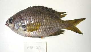 To NMNH Extant Collection (Chromis lubbocki USNM 405201 photograph lateral view)