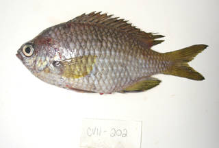 To NMNH Extant Collection (Chromis lubbocki USNM 405202 photograph lateral view)