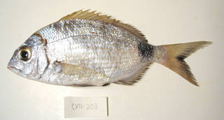To NMNH Extant Collection (Diplodus prayensis USNM 405203 photograph lateral view)
