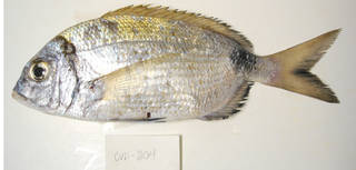To NMNH Extant Collection (Diplodus prayensis USNM 405204 photograph lateral view)